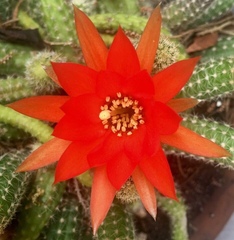 Lobivia silvestrii