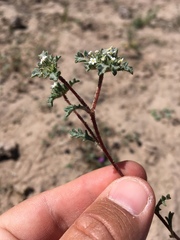 Ipomopsis polycladon