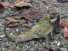 Crowned Forest Dragon photo 1