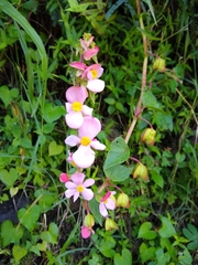 Begonia gracilis