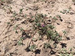 Ipomopsis polycladon