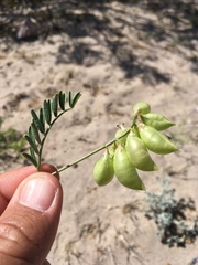 Astragalus allochrous