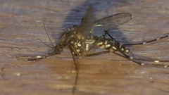 Aedes taeniorhynchus