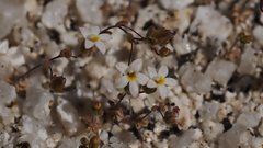 Nemacladus breviflorus