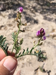 Astragalus allochrous