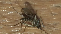 Aedes taeniorhynchus