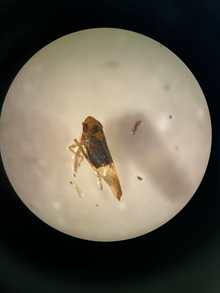 Psammotettix helvolus