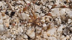 Nemacladus breviflorus