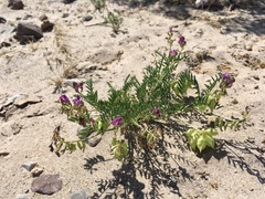 Astragalus allochrous