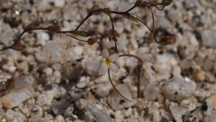 Nemacladus breviflorus