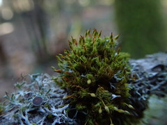 Orthotrichum consimile