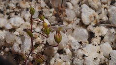 Nemacladus breviflorus