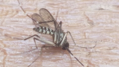 Aedes taeniorhynchus