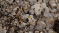 Nemacladus breviflorus