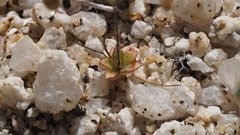 Nemacladus breviflorus