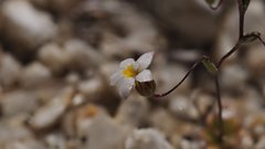 Nemacladus breviflorus