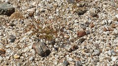 Nemacladus breviflorus