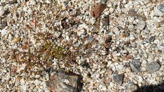 Nemacladus breviflorus