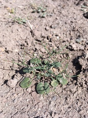 Eriogonum rotundifolium