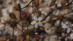 Nemacladus breviflorus