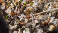 Nemacladus breviflorus