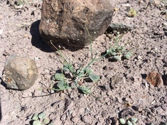 Eriogonum rotundifolium