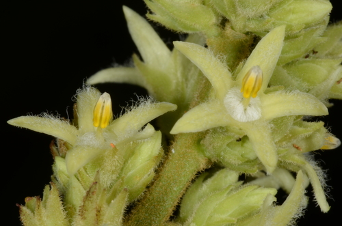 Forsteronia spicata (Forsteronia spicata)