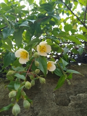 Philadelphus mexicanus