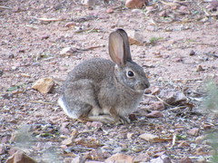 Sylvilagus audubonii