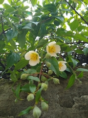 Philadelphus mexicanus