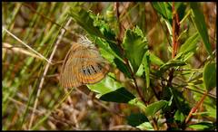 Neonympha areolatus