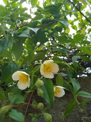 Philadelphus mexicanus