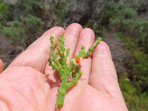 Image of Thesium fragile by (c) linkie, some rights reserved (CC BY)