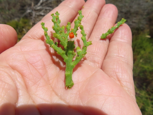 Image of Thesium fragile by (c) linkie, some rights reserved (CC BY)