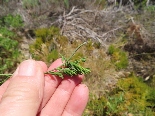 Image of Lessertia miniata by (c) linkie, some rights reserved (CC BY)