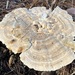 Microporellus dealbatus - Photo (c) Cindi Fitzgerald, algunos derechos reservados (CC BY-NC), subido por Cindi Fitzgerald