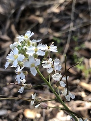 Dryopetalon runcinatum