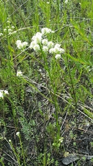 Polygala balduinii