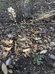 Dryopetalon runcinatum