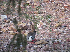 Sylvilagus audubonii