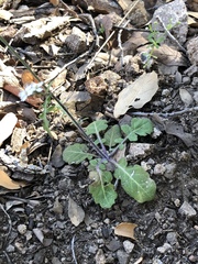 Dryopetalon runcinatum