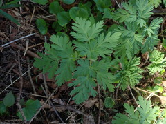 Dicentra formosa