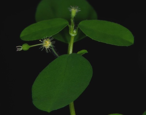 Euphorbia lottiae