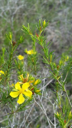 Peelbark St. Johnswort (Hypericum fasciculatum)