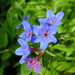 Purple Gromwell - Photo (c) Søren Holt, some rights reserved (CC BY-NC-SA)