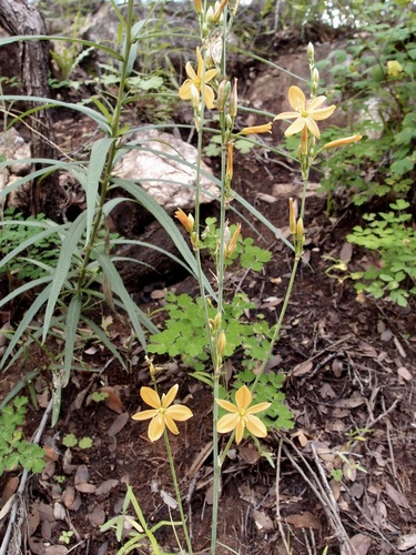 Image of Echeandia flavescens by (c) Sue Carnahan, some rights reserved (CC BY)