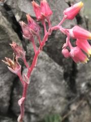 Echeveria simulans