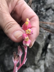Echeveria simulans