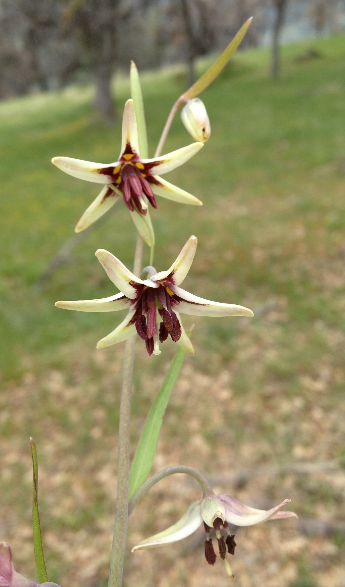 Fritillaria brandegeei