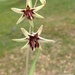 Fritillaria brandegeei - Photo (c) Vince Scheidt, vissa rättigheter förbehållna (CC BY-NC), uppladdad av Vince Scheidt